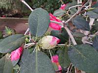 Camellia Japonica cv Drama Girl (fam. Theacees) (Photo F. Mrugala, Lyon, Parc de la tete d'or) (3)